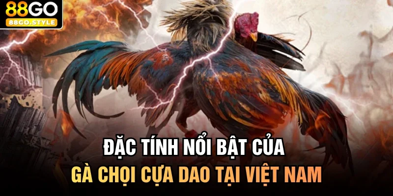 Đặc tính nổi bật của gà chọi cựa dao tại việt nam